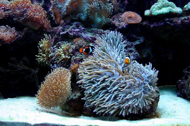 Killikus&reg; Fotographie